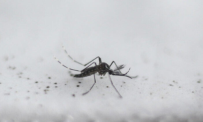 Mutant mosquitoes to breed out diseases