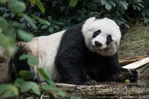 Jia Jia, the world’s oldest captive giant panda, dies