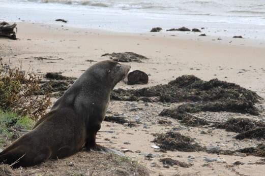 Seal ‘attacks surfers’ in rare Australia encounter