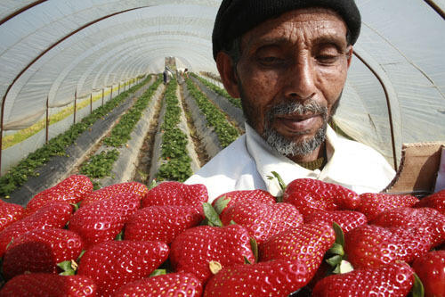 Egypt says all its frozen and fresh strawberries are Hepatitis A free