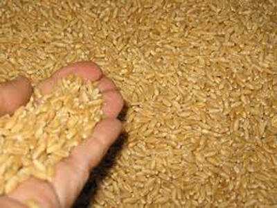 JORDAN BUYS 50,000 T FEED BARLEY IN TENDER