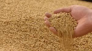 Did carcinogenic wheat enter Syria?