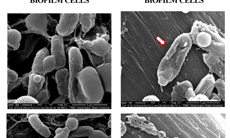 Researchers develop novel wound-healing technology