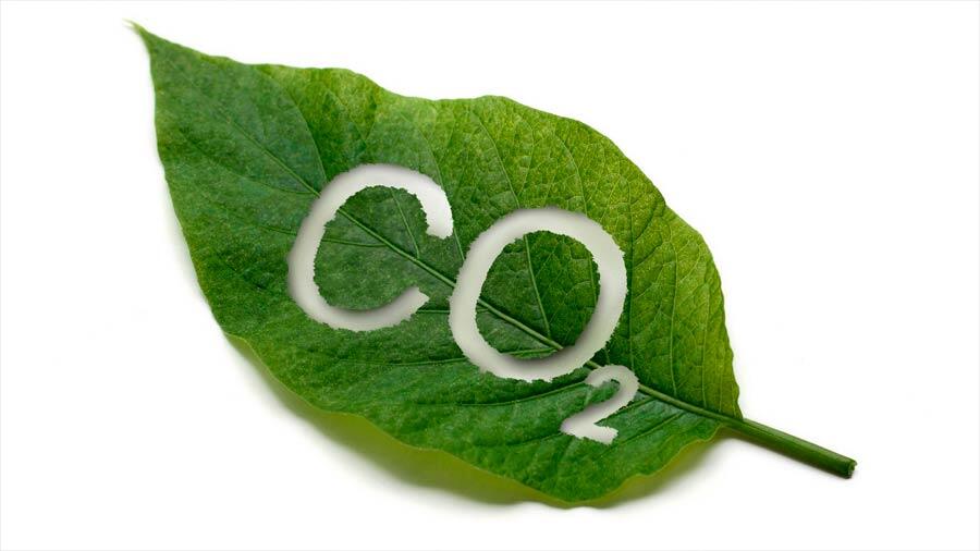 La respuesta de las plantas a las emisiones de dióxido depende de su entorno
