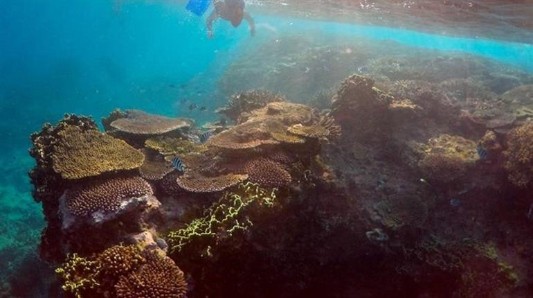 Scientists confirm largest die-off of corals recorded