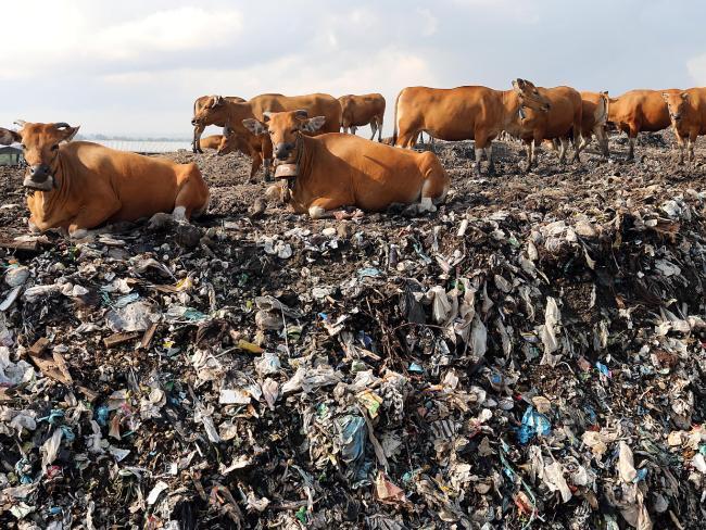 Bali’s public services crippled under weight of huge rubbish dump in Kuta