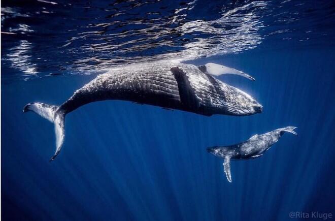 Crías de ballenas tierno y estrecho vínculo que éstas mantienen con sus madres