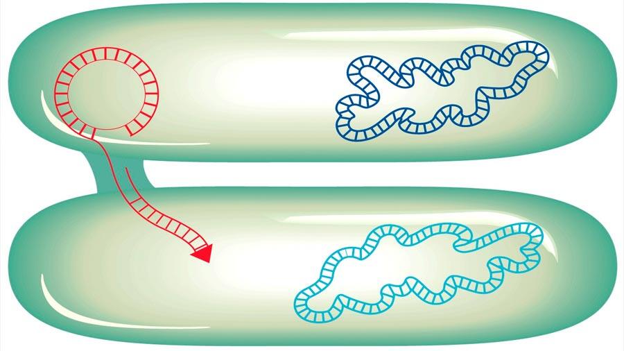 El arma secreta de las bacterias para hacerse resistente a los antibióticos