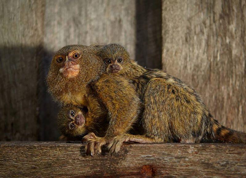 Miniature monkeys reunited after Australia zoo theft