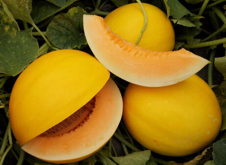 Italy: Azucan melons from Meridiem Seeds