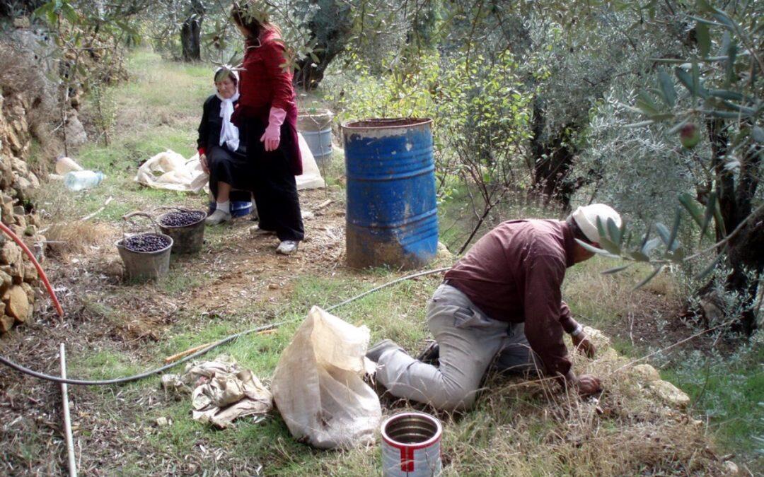 زيت حاصبيا في مواجهة الكساد… زويهد لـ Green Area المساعي جارية لتصريف الإنتاج