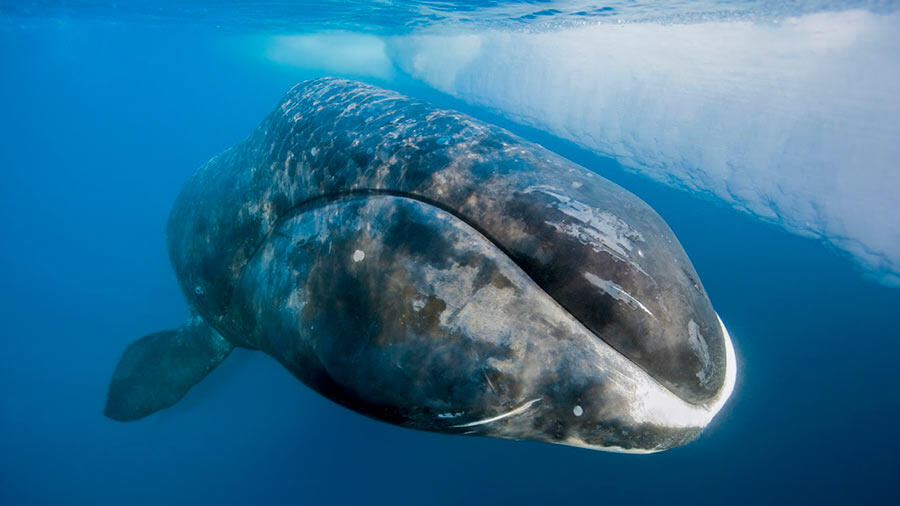 Les baleines du Groenland tombent dans les filets de pêche à cause d’une mutation génétique dans leurs yeux