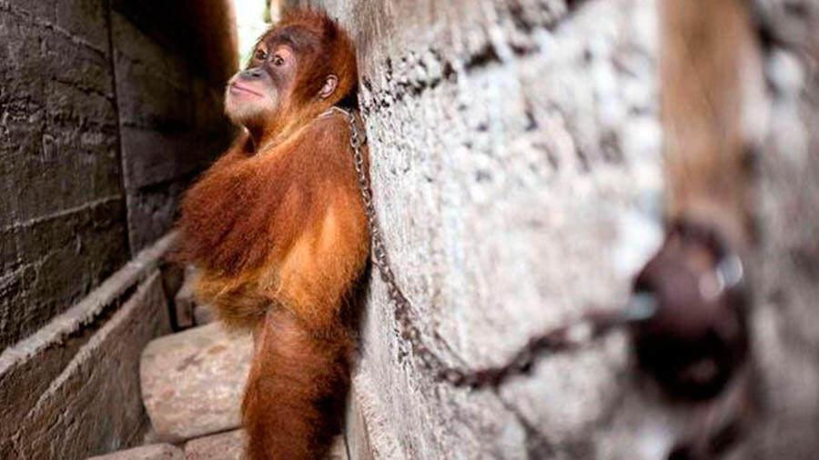 Un orang-outan a passé une année pratiquement coincé entre deux maisons