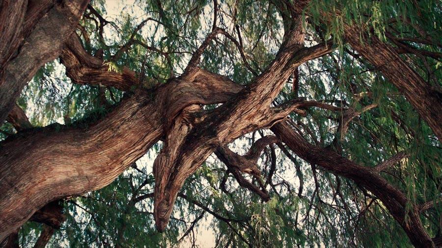 Les liens entre les arbres sont importants pour maintenir la diversité dans les forêts tropicales