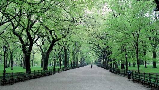 New York mappe tous ses arbres et calcule l’avantage économique de chaque