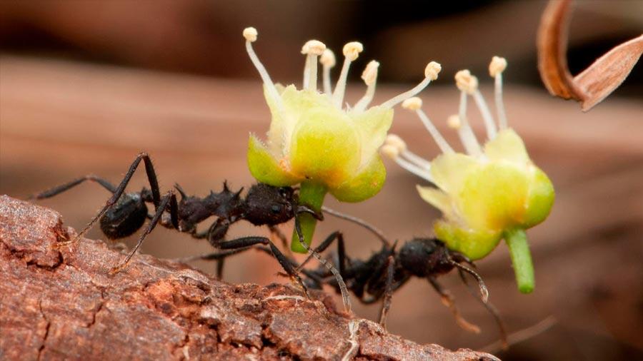 Les fourmis cultivent des plantes avant les humains