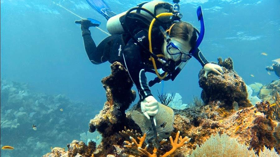 Un biologiste mexicain crée une méthodologie pour restaurer les récifs coralliens