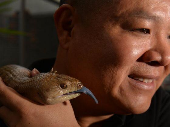 Exotic to mainstream: Australians wild about unusual pets