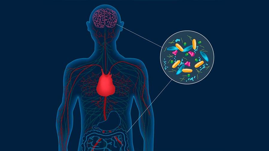 Hallazgo esperanzador: el origen del párkinson puede estar en el intestino