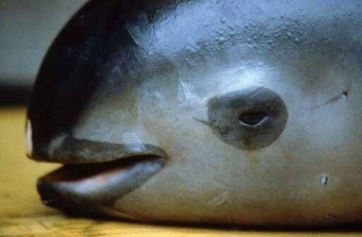 Mexico scrambles to save world’s smallest porpoise