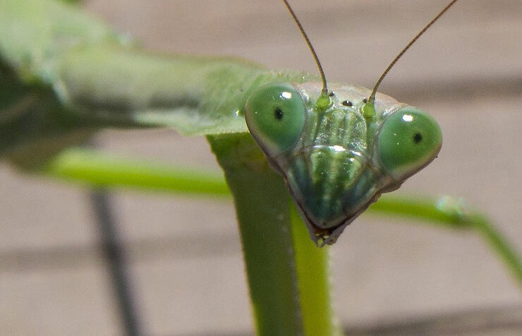 Researchers conclude mantises appeared in Tyumen region due to climate change