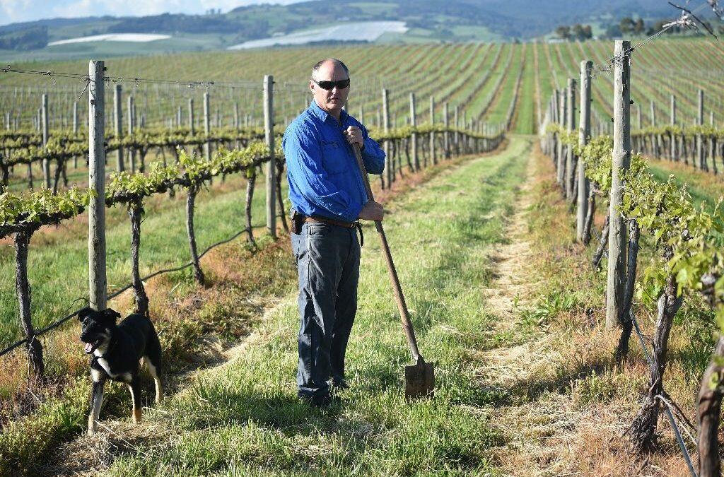 Climate change battle heats up for Australian winemakers