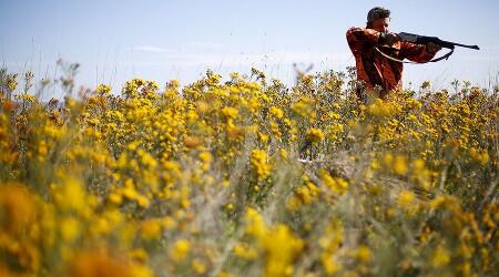 Infamous lion hunter’s death celebrated online