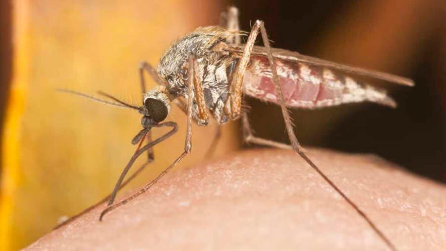 Reducir la actividad hormonal de los mosquitos de la malaria podría reducir los contagios