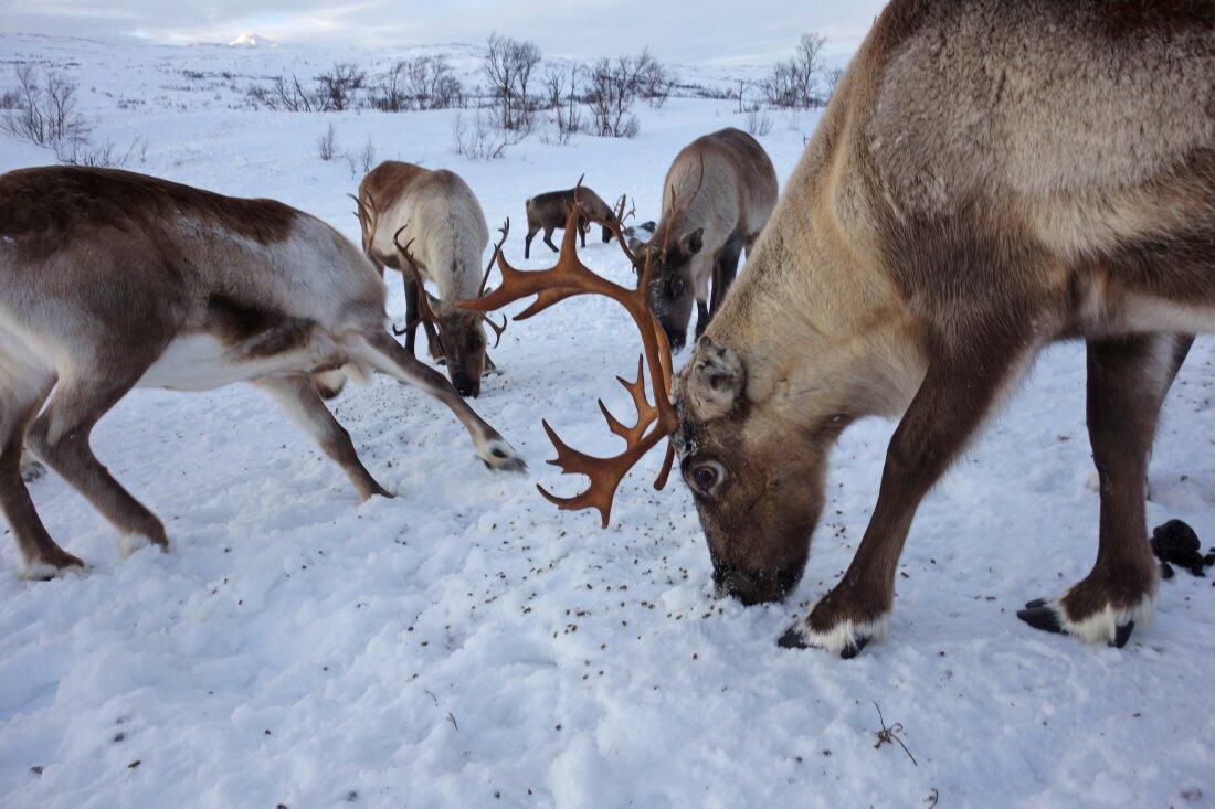 Reindeer feed on food pellets brought by Sami herders, Troms County, Norway, January 27th, 2016.  (Photo by Scott Wallace/Getty Images)