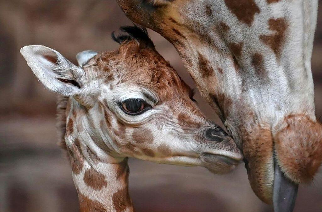 Rare Rothschild’s giraffe calf born in Chester Zoo