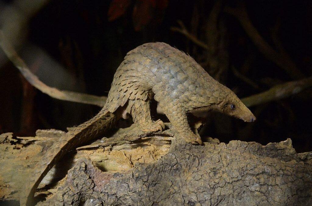 China in biggest-ever pangolin scale seizure