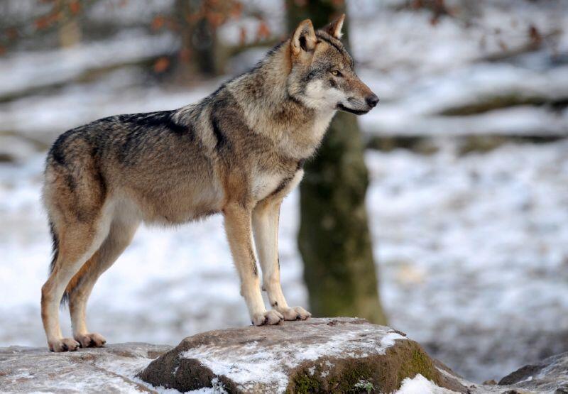 Sweden allows wolf hunt despite outcry