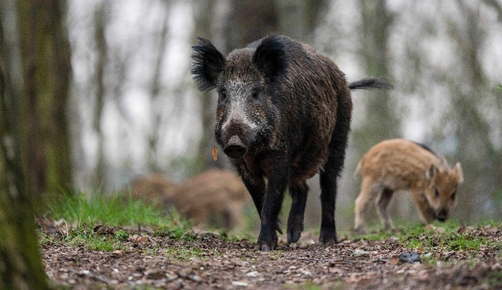 Now boar-ding — wild pig chase at Hong Kong airport