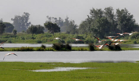 Green groups pressure Spain over ‘at risk’ wetlands