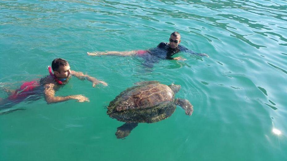 “Green Area international” and Lebanese Efforts Save “Lucky” the Sea turtle