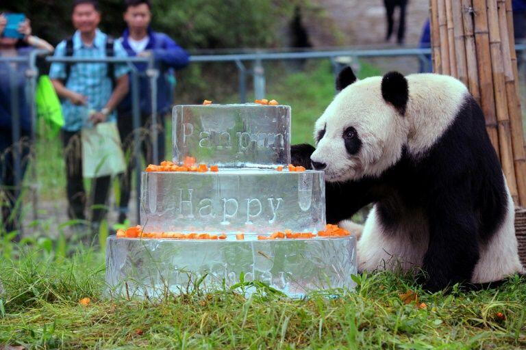 Pan Pan Dies at 31… With More Than 130 Descendants