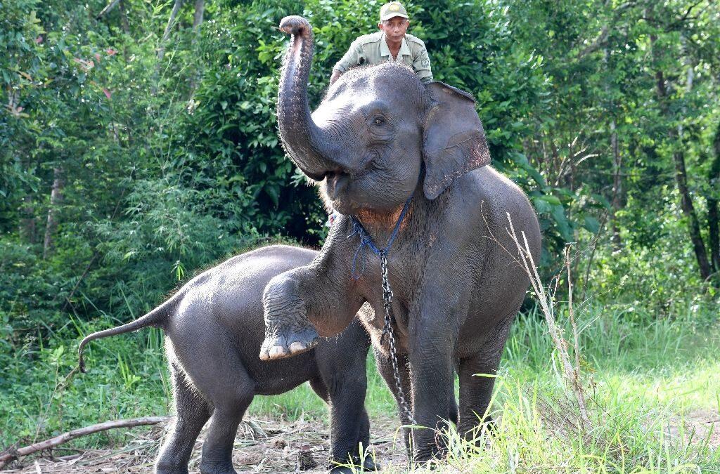 Captive elephants help save wild cousins on forest frontline