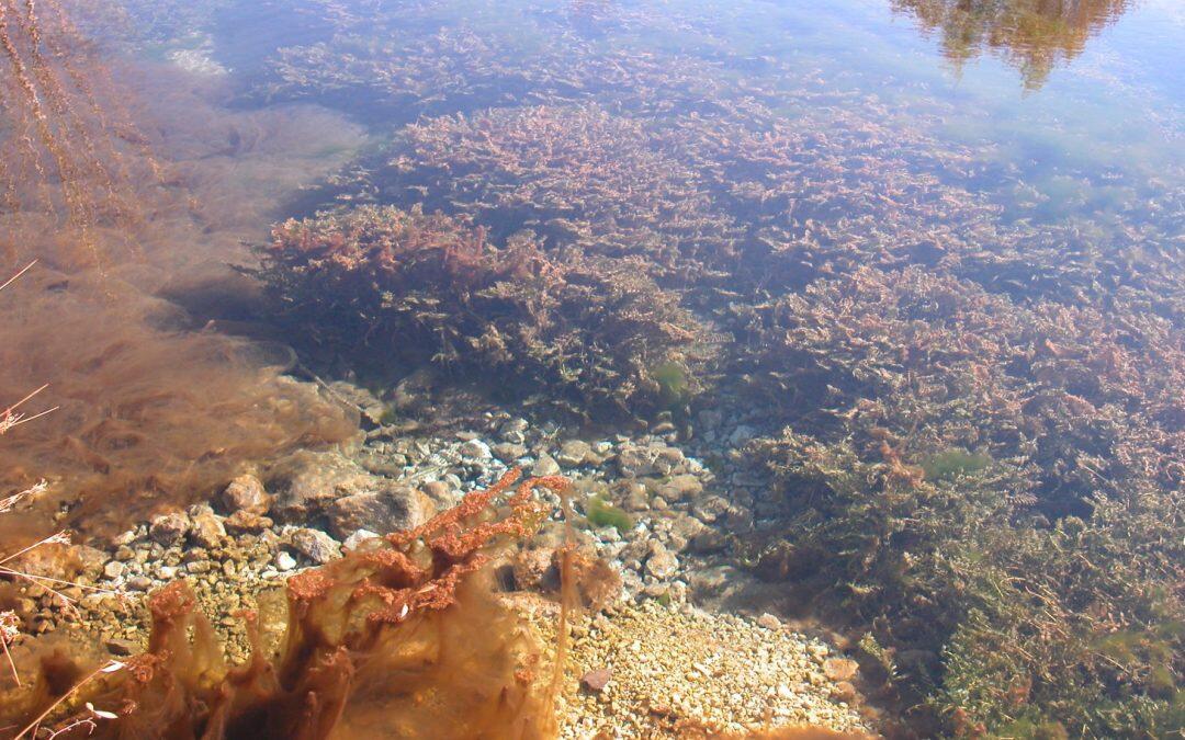 P. libani Fish is not Extinct… A beauty swimming in Lebanon’s Fresh Water