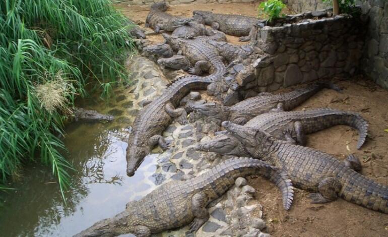 Dubai Crocodile Park opening postponed