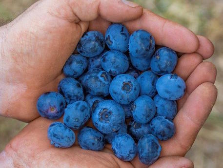 Spain: “Asturian blueberries have a much higher quality than Huelva’s”