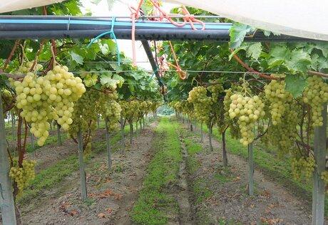 Italy: Good table grape campaign for OPI Sicula