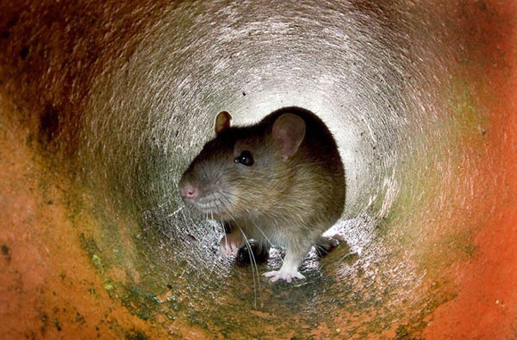 Paris rat catchers deployed to tackle rodent scourge