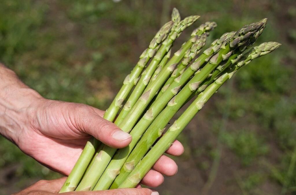 Scientists sniff out answer to ‘asparagus pee’ mystery