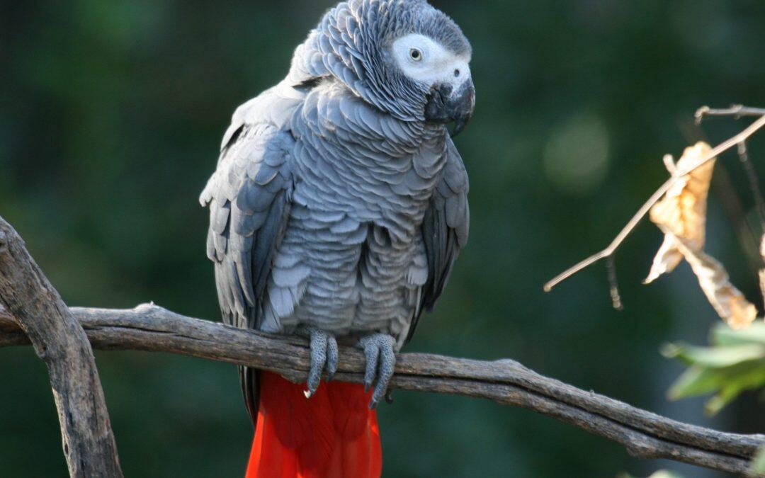 Did you know African Grey Parrots have vocabularies of over 200 words