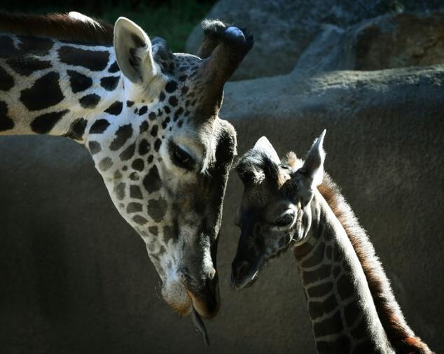 Giraffes ‘threatened with extinction’