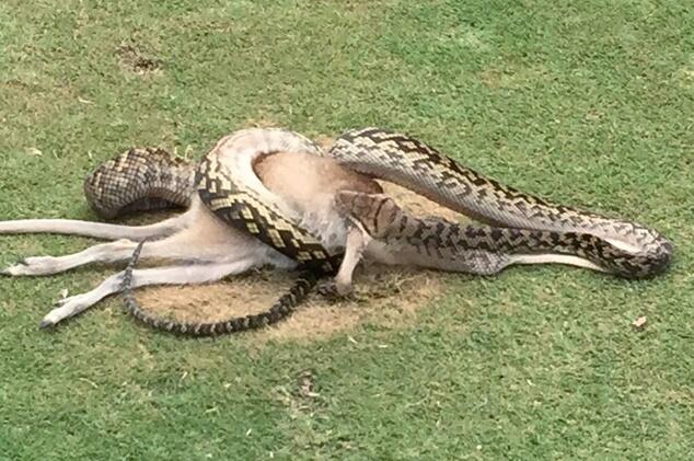 Python eats wallaby on Australian golf course