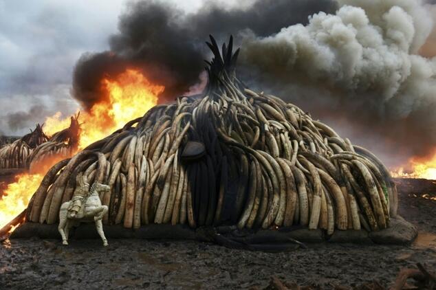 Burning ivory, waging war: world battles poaching in 2016