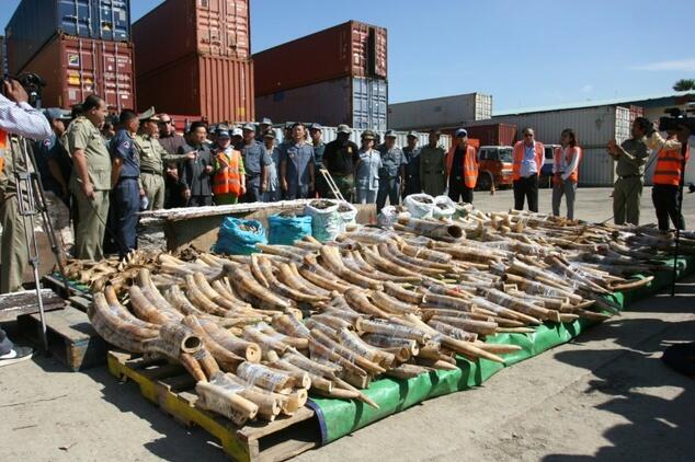 Cambodia seizes huge haul of ivory and animal parts