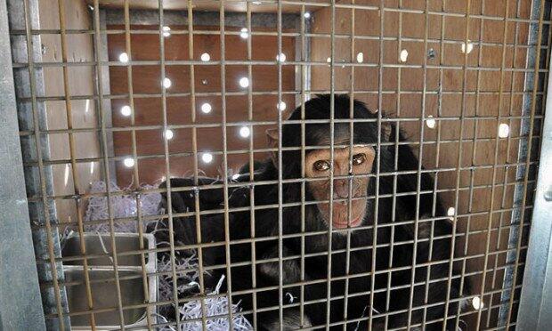 Smoking chimp from Iraq finds refuge in Kenya