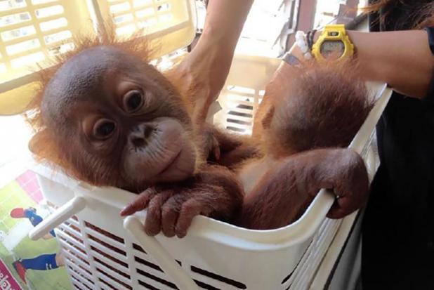 Baby orangutans rescued in police sting